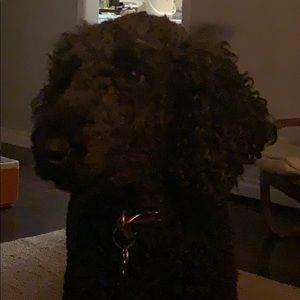 Meet your Posher, Andrea